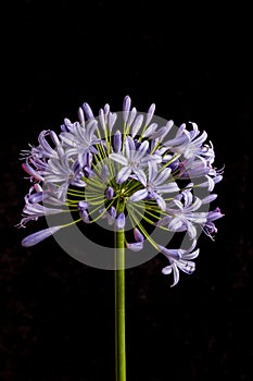 Agapanthus flower shot in studio against black backgro exrteme detials on the flowers