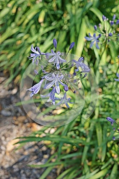 Agapanthus flowers blooming in summer