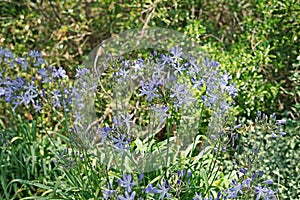 Agapanthus flowers blooming in summer