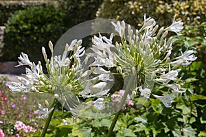 Agapanthus flowers in a garden