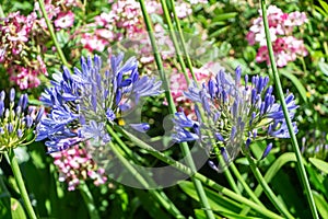 Agapanthus flowers in a garden