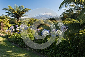 Agapanthus flowers with mount taranaki in background