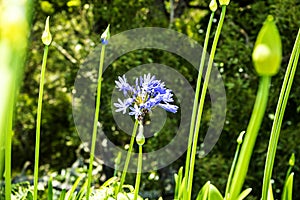 Agapanthus Flowers near Santana in Madeira which is a beautiful village on the north coast.