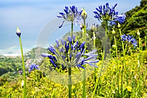 Agapanthus Flowers near Santana in Madeira which is a beautiful village on the north coast.