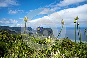 Agapanthus flowers and the Penha de ÃÂguia or Eagle Rock, Madeira, Portugal