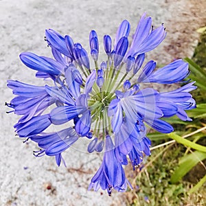 Agapanthus flowers by the side of the road. close up.