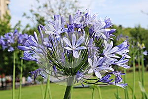 Agapanthus herbaceous plant with bright blue lily flowers on a sunny summer day