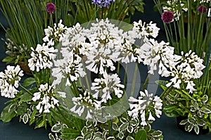 Agapanthus \'Jonny\'s White