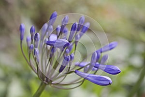 Agapanthus Melbourne in flower in summer