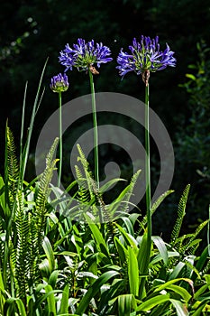 Agapanthus is one of the flowers that often grow wild in the Azores, but it belongs to the invasive group of plants.