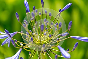 Agapanthus Plant Just Starting to Bloom