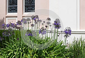 Agapanthus plant, Lily of the Nile