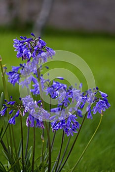 Agapanthus plant specie, flower close-up, its native to Southern Africa continent and widely cultivated as garden ornamental plant