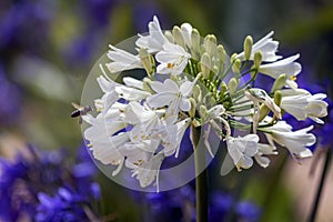 Agapanthus plant specie, flower close-up, its native to Southern Africa continent and widely cultivated as garden ornamental plant