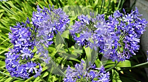 Agapanthus praecox