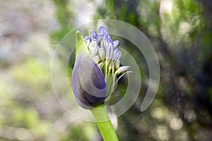 Agapanthus praecox amaryllidaceae pale blue ornamental flowers in bloom, beautiful bulbous flowering plant growing on Madeira