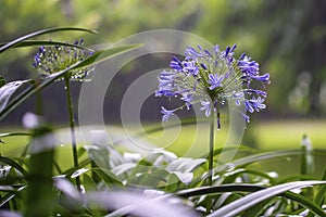 Agapanthus praecox, blue lily flower during tropical rain, close up. African lily or Lily of the Nile is popular garden plant in