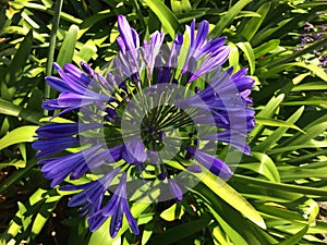 Agapanthus. Purple africanus lily flower in summer