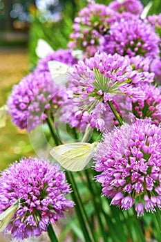 Agapanthus purple flower with white butterflies and blurred background. Pieris Brassicae