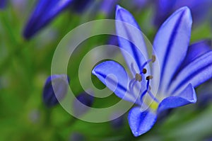 Agapanthus Series 1