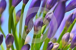 Agapanthus Series 13