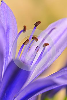 Agapanthus Series 16