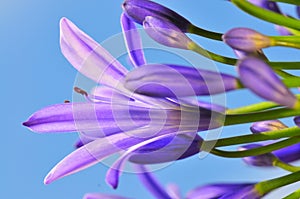 Agapanthus Series 17