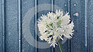 Agapanthus snowball with metal panel background.