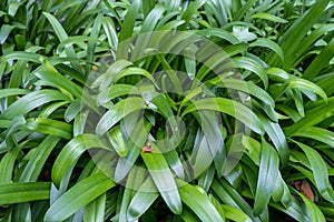 Agapanthus umbellatus - Agapanto leaves