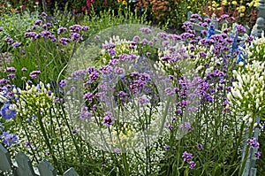 Agapanthus and verbena bonariensis