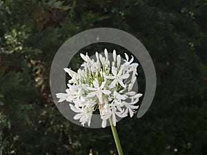 Agapanthus white flowers with green unfocused background selected focus