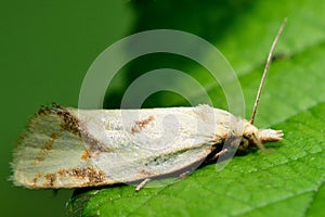 Agapeta hamana tortrix micro moth