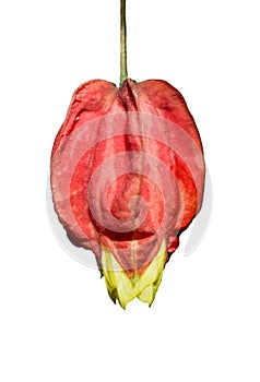 A agapetes lacei on a white background