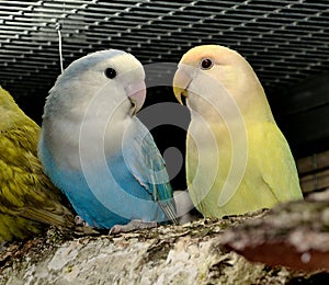 Agapornids in portrait: colorful and sociable dwarf parrots, which are also very intelligent.