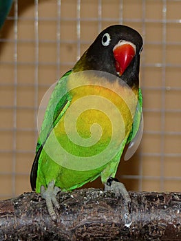 Agapornids in portrait: colorful and sociable dwarf parrots, which are also very intelligent.