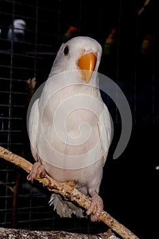 Agapornids in portrait: colorful and sociable dwarf parrots, which are also very intelligent.