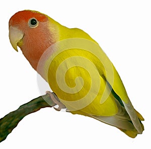 Agapornids in portrait: colorful and sociable dwarf parrots, which are also very intelligent.