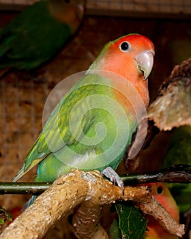 Agapornids in portrait: colorful and sociable dwarf parrots, which are also very intelligent.