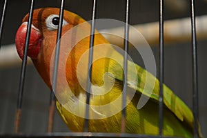 Agapornis fischeri bird with colorful feathers is one of the birds that are kept by many bird lovers.