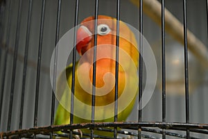 Agapornis fischeri bird with colorful feathers is one of the birds that are kept by many bird lovers.