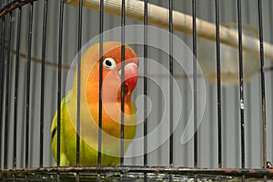 Agapornis fischeri bird with colorful feathers is one of the birds that are kept by many bird lovers.