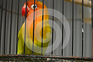 Agapornis fischeri bird with colorful feathers is one of the birds that are kept by many bird lovers.