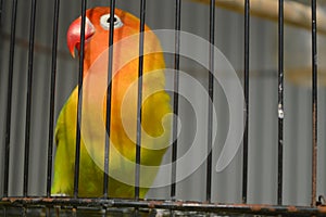 Agapornis fischeri bird with colorful feathers is one of the birds that are kept by many bird lovers.