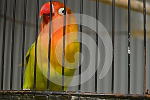 Agapornis fischeri bird with colorful feathers is one of the birds that are kept by many bird lovers.