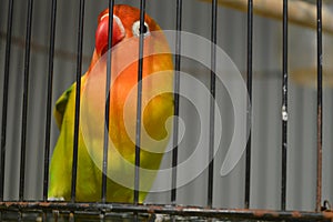 Agapornis fischeri bird with colorful feathers is one of the birds that are kept by many bird lovers.