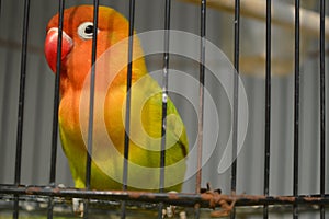 Agapornis fischeri bird with colorful feathers is one of the birds that are kept by many bird lovers.