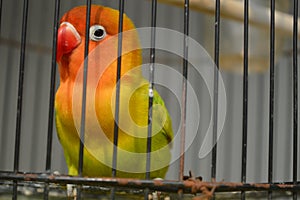 Agapornis fischeri bird with colorful feathers is one of the birds that are kept by many bird lovers.