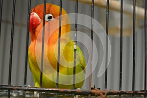 Agapornis fischeri bird with colorful feathers is one of the birds that are kept by many bird lovers.