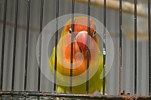 Agapornis fischeri bird with colorful feathers is one of the birds that are kept by many bird lovers.