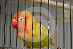 Agapornis fischeri bird with colorful feathers is one of the birds that are kept by many bird lovers.